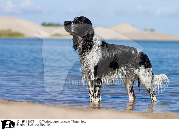 English Springer Spaniel / English Springer Spaniel / IF-11877