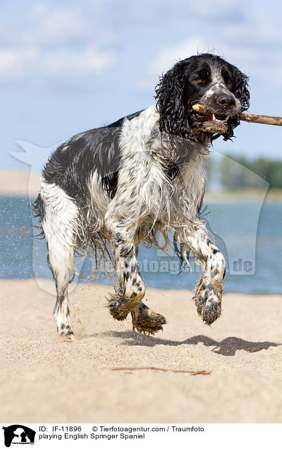 spielender English Springer Spaniel / playing English Springer Spaniel / IF-11896