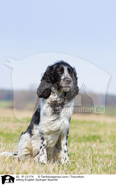 sitzender English Springer Spaniel / sitting English Springer Spaniel / IF-12174