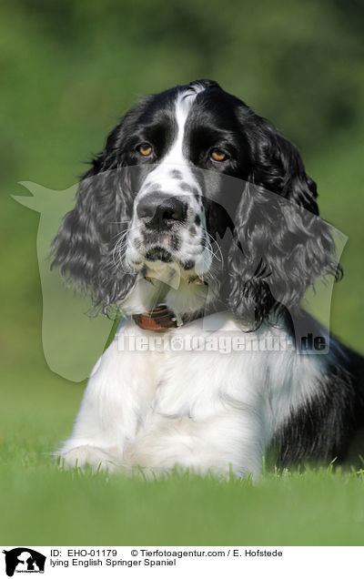 liegender English Springer Spaniel / lying English Springer Spaniel / EHO-01179