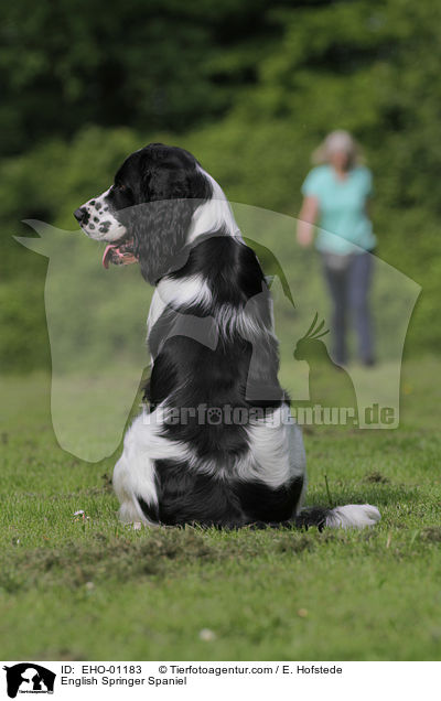 English Springer Spaniel / English Springer Spaniel / EHO-01183