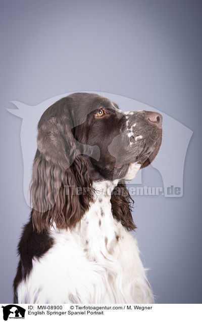 English Springer Spaniel Portrait / English Springer Spaniel Portrait / MW-08900