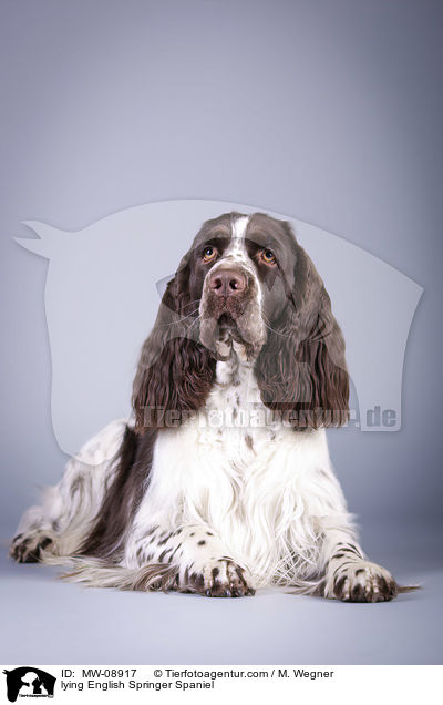 liegender English Springer Spaniel / lying English Springer Spaniel / MW-08917