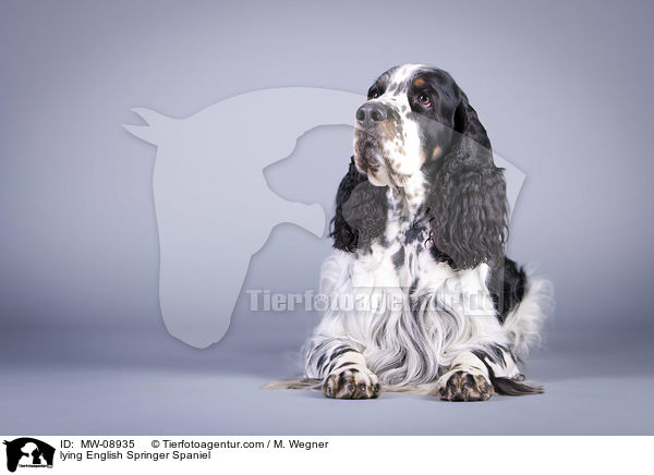 liegender English Springer Spaniel / lying English Springer Spaniel / MW-08935