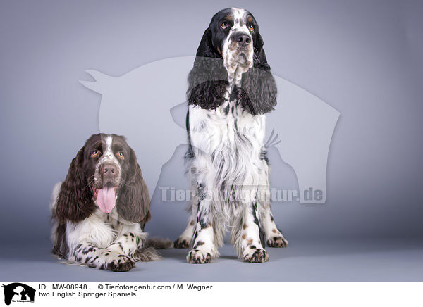 two English Springer Spaniels / MW-08948