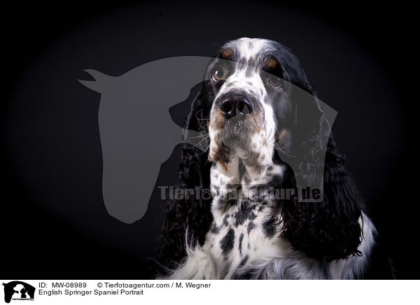 English Springer Spaniel Portrait / English Springer Spaniel Portrait / MW-08989