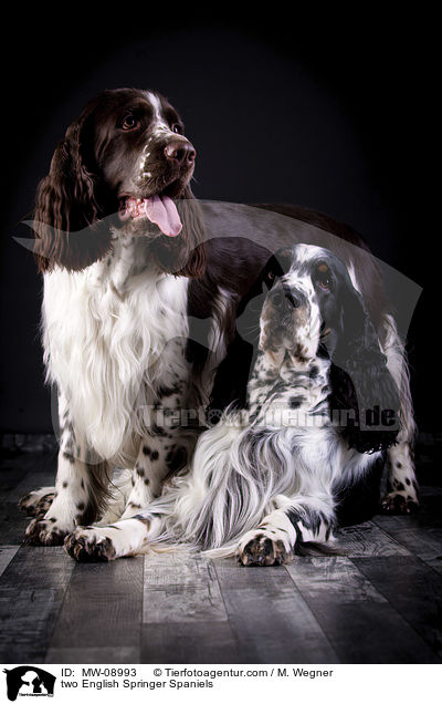 two English Springer Spaniels / MW-08993
