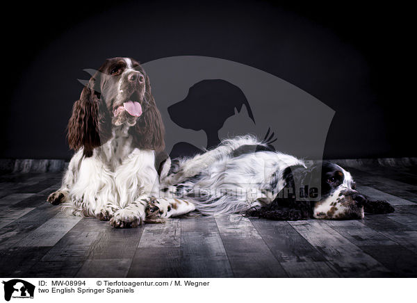 Zwei English Springer Spaniels / two English Springer Spaniels / MW-08994