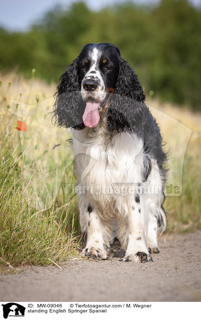 stehender English Springer Spaniel / standing English Springer Spaniel / MW-09046