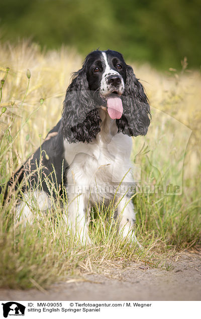sitting English Springer Spaniel / MW-09055