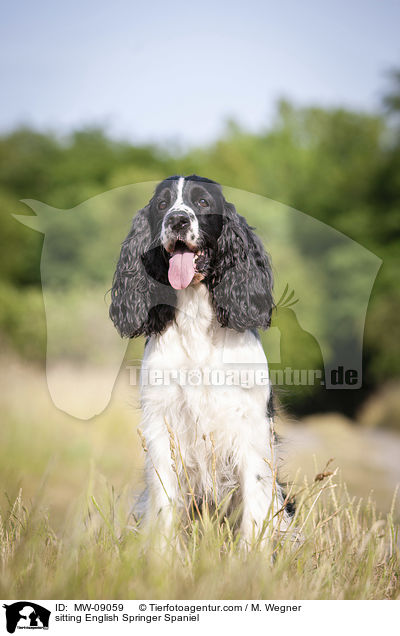 sitting English Springer Spaniel / MW-09059