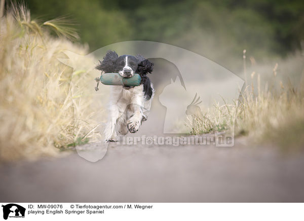 spielender English Springer Spaniel / playing English Springer Spaniel / MW-09076