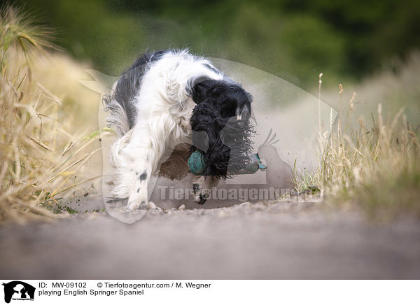 playing English Springer Spaniel / MW-09102