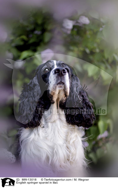 English Springer Spaniel im Flieder / English springer spaniel in lilac / MW-13018