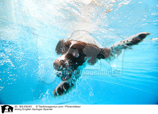 tauchender English Springer Spaniel / diving English Springer Spaniel / BS-08245