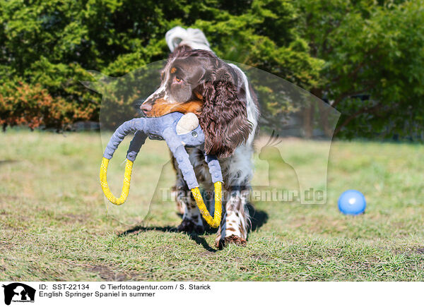 English Springer Spaniel im Sommer / English Springer Spaniel in summer / SST-22134