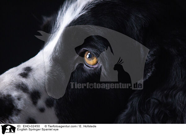 English Springer Spaniel eye / EHO-02450