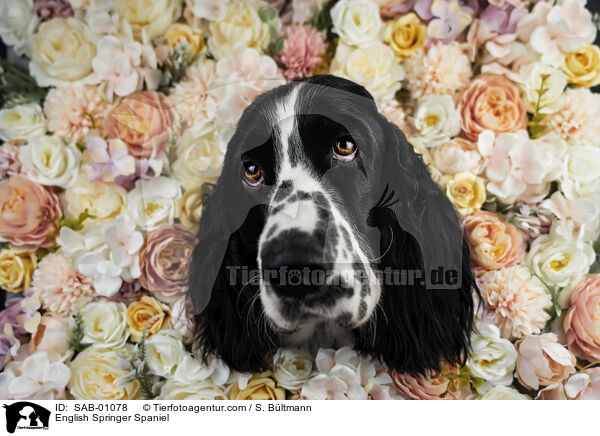 English Springer Spaniel / English Springer Spaniel / SAB-01078