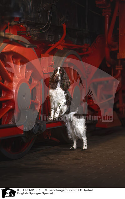 English Springer Spaniel / English Springer Spaniel / CRO-01067