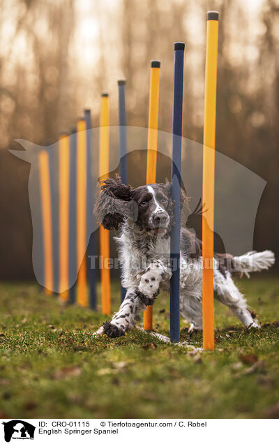 English Springer Spaniel / English Springer Spaniel / CRO-01115