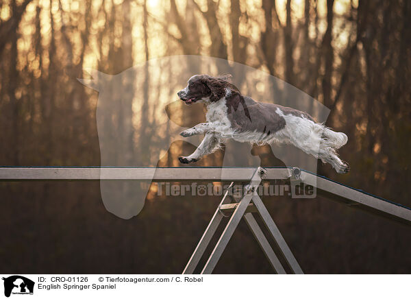 English Springer Spaniel / English Springer Spaniel / CRO-01126