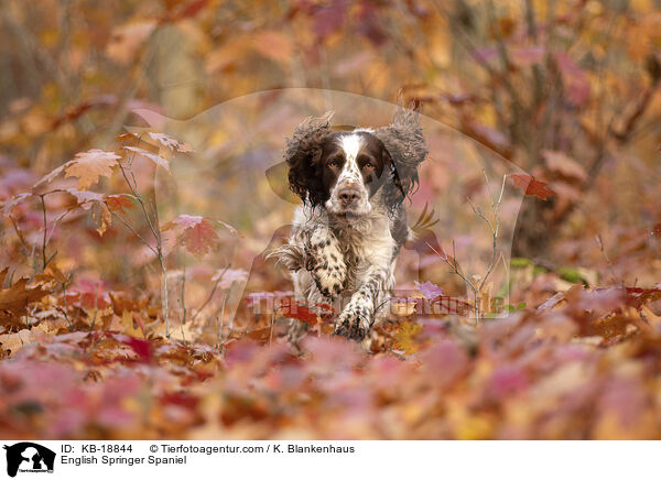 English Springer Spaniel / English Springer Spaniel / KB-18844
