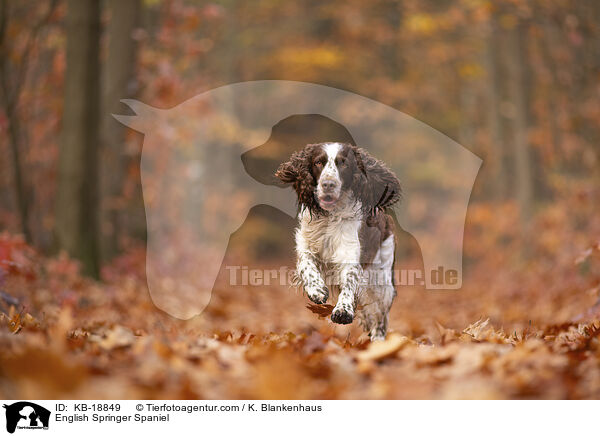 English Springer Spaniel / English Springer Spaniel / KB-18849