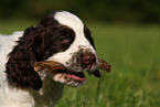 English Springer Spaniel puppy