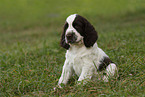 English Springer Spaniel puppy