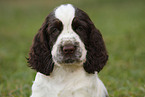 English Springer Spaniel puppy