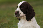 English Springer Spaniel puppy