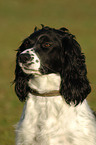 English Springer Spaniel Portrait