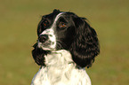 English Springer Spaniel Portrait