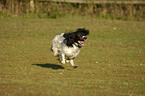 running English Springer Spaniel