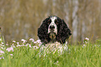 English Springer Spaniel