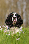 English Springer Spaniel