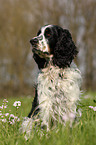 English Springer Spaniel