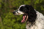 English Springer Spaniel Portrait