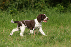 English Springer Spaniel Puppy