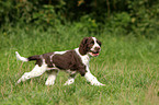 English Springer Spaniel Puppy