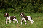 English Springer Spaniel Puppies