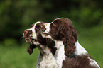 English Springer Spaniel Puppies