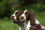 English Springer Spaniel Puppies