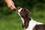 English Springer Spaniel Puppy