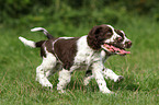 English Springer Spaniel Puppies