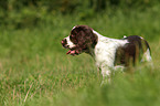 English Springer Spaniel Puppy