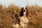 sitting English Springer Spaniel