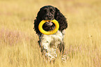 playing English Springer Spaniel