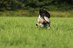 retrieving English Springer Spaniel