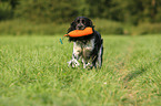 retrieving English Springer Spaniel